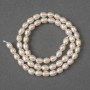 Perles d'eau douce naturelles ovales 6×5 mm ±, longueur 36 cm ± sur fil