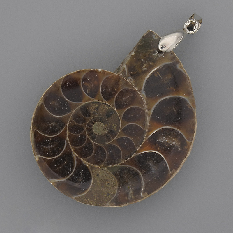 Pendentif ammonite 42 × 35 mm ±, longueur 52 mm ±, tailles assorties (pour 1 pièce)