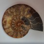 Ammonite — pierre souvenir, 15,5 × 12,5 cm, poids 384 g